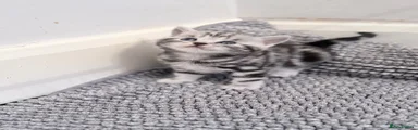 British Shorthair 4