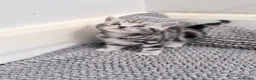 British Shorthair cats for sale: GCCF British Shorthair silver tabby kittens  - Advert 11