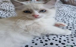 Ragdoll cats for sale: Beautiful Fluffy Ragdoll Kittens 💕🐱 - Image 6