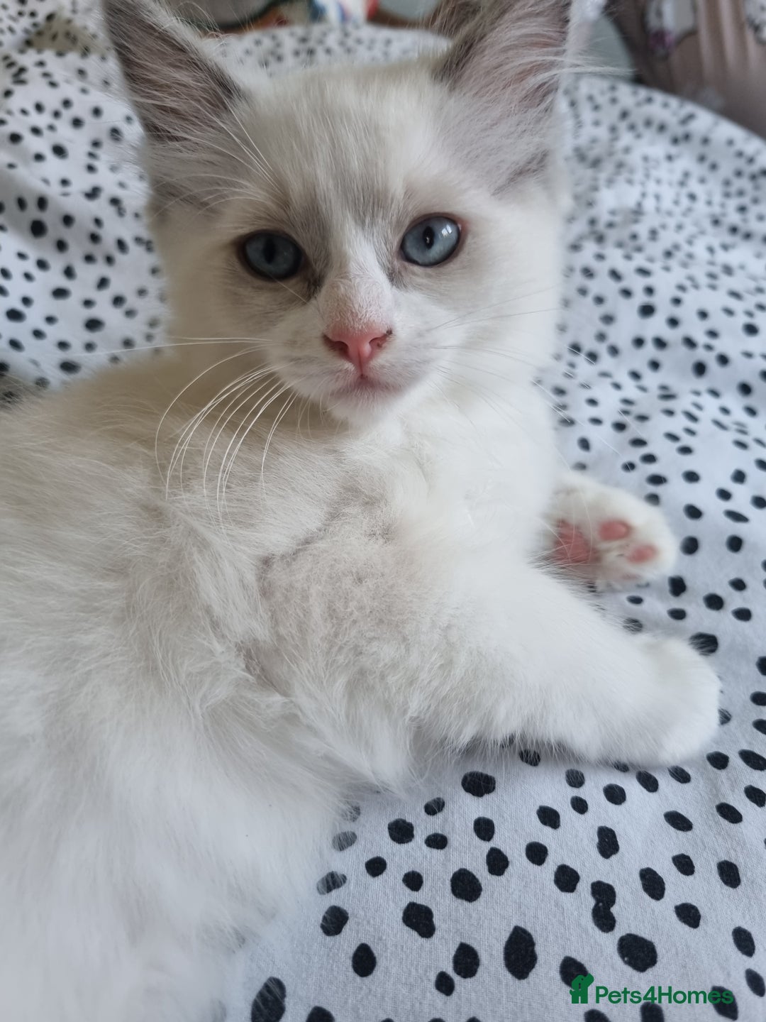 Ragdoll cats for sale: Beautiful Fluffy Ragdoll Kittens 💕🐱 - Image 6