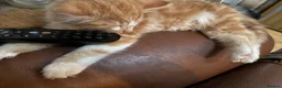 Maine Coon cats for sale: 3 beautiful Maine Coon kittens still available! - Advert 1