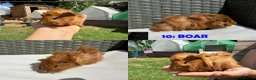 Guinea Pig rodents for sale: Guinea Pigs - Ready Now - Advert 20