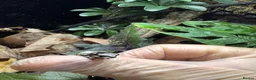 Frog reptiles for sale: Amazon Milkfrogs  in Dukinfield - Advert 3