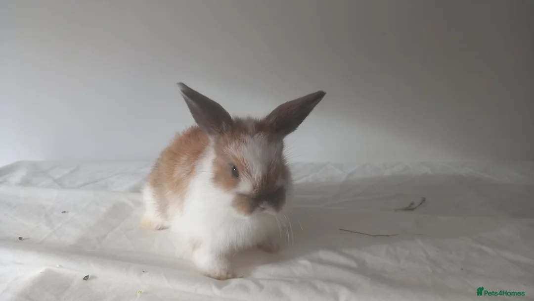 Mixed Breed rabbits for sale: Female and male rabbits - Advert 3