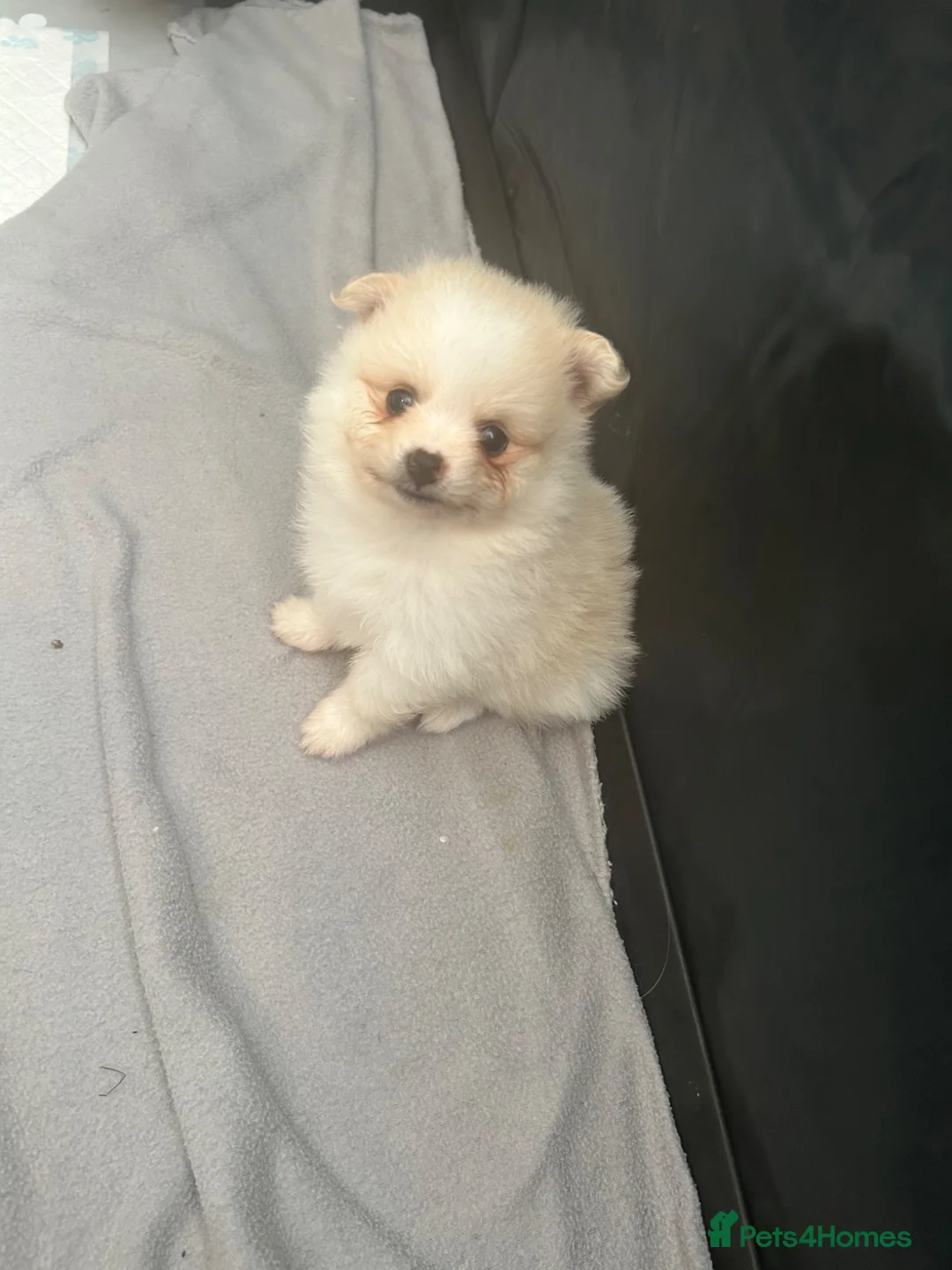 Pomeranian dogs for sale: Pomeranian  - Advert 1