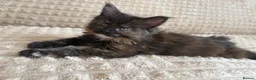 Maine Coon cats for sale: Fluffy Maine Coon Kittens - Advert 39
