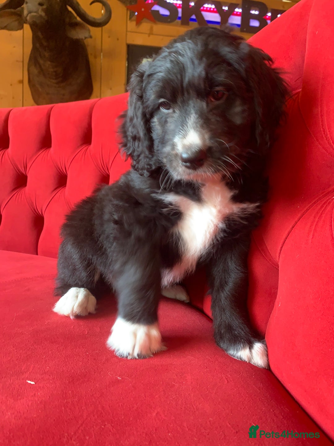 Bernedoodle dogs for sale: One Standard Size Bernedoodle Girl - Image 7