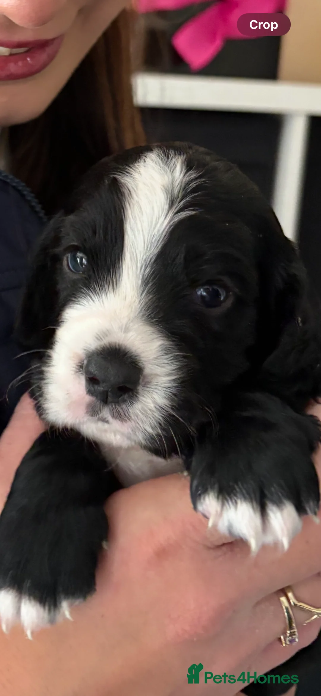 Cocker Spaniel dogs for stud: K C registered - Mr Midnight for Stud in Huddersfield - Advert 15