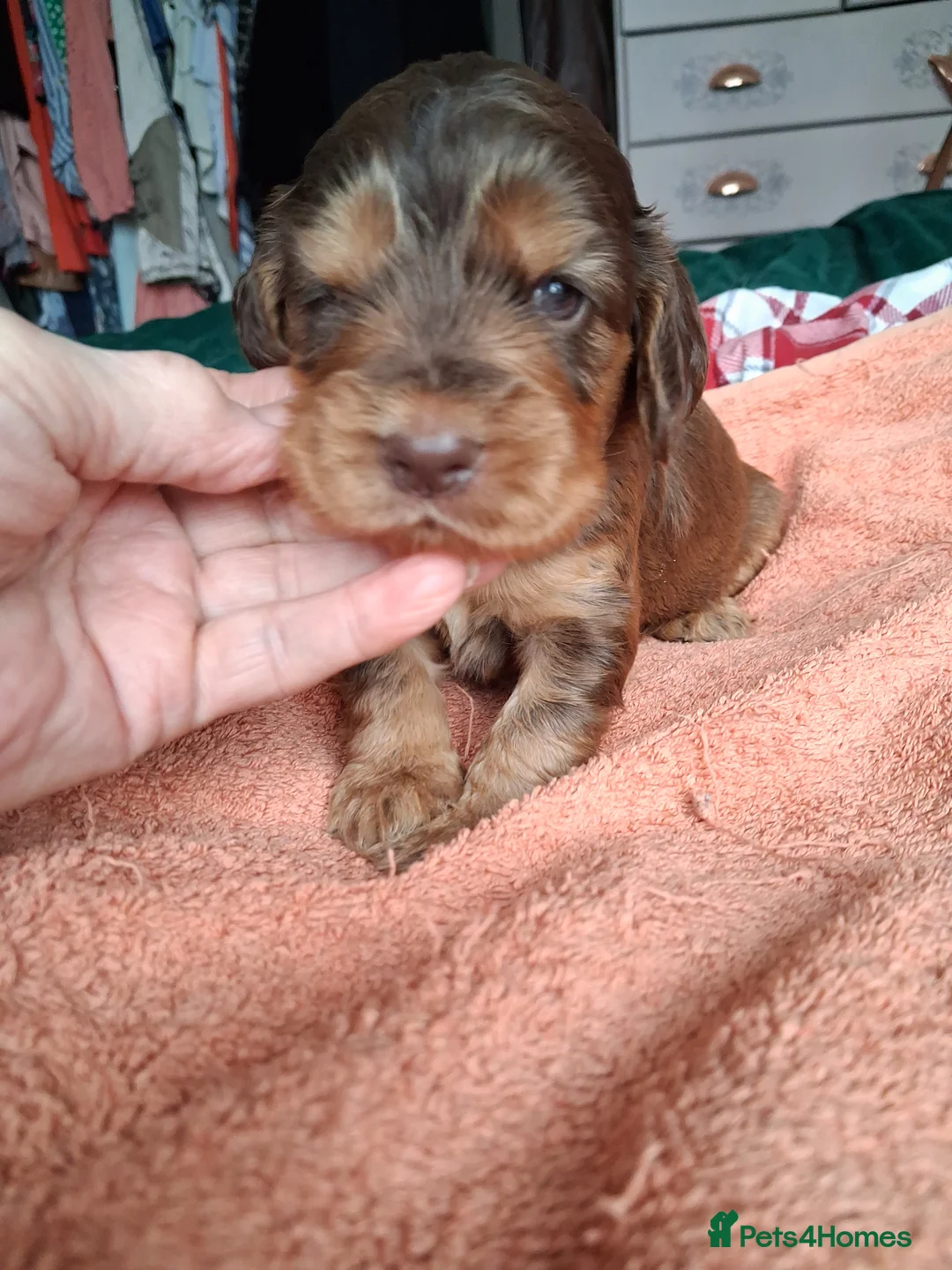 Cocker Spaniel dogs for sale: Absolutely Stunning Show Cocker Spaniels - Advert 18