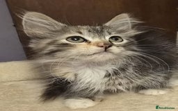 Siberian cats for sale: Tested purebreed hypoallergenic Siberian kittensns - Image 2