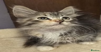 Siberian cats - Advert 12