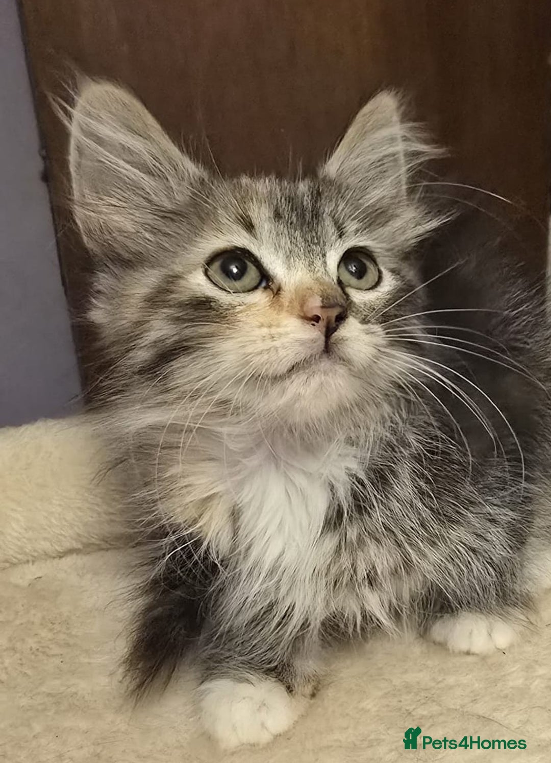 Siberian cats for sale: Tested purebreed hypoallergenic Siberian kittensns - Image 2