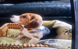 Beagle dogs for sale: (5th gen) pure pedigree beagle puppy - Image 20
