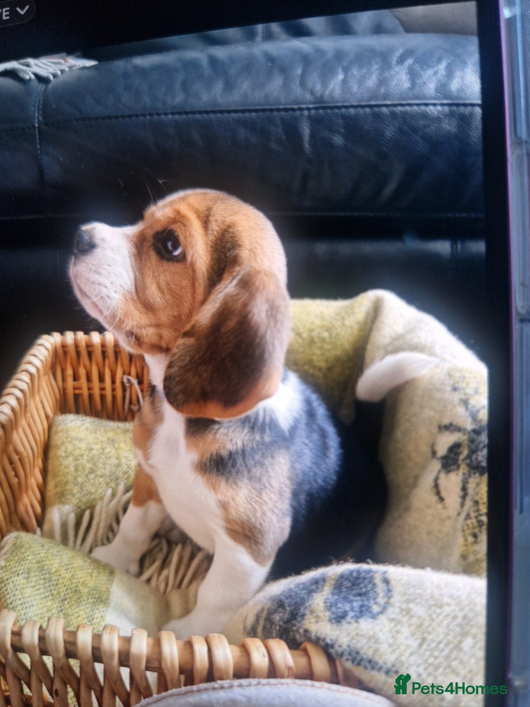 Beagle dogs for sale: (5th gen) pure pedigree beagle puppy - Image 20