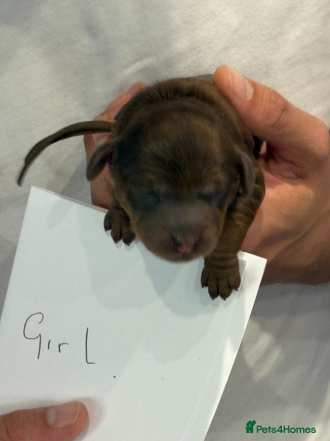 Cockapoo dogs for sale: Red, Chocolate and Merle Cockapoo Puppies - Image 11