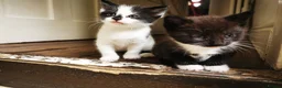 British Shorthair cats for sale: Black and white Brisish shorthair kittens - Advert 8