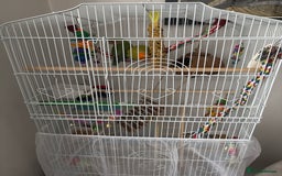 Lovebirds birds for sale: Pair of Love birds with cage and accessories  - Image 5