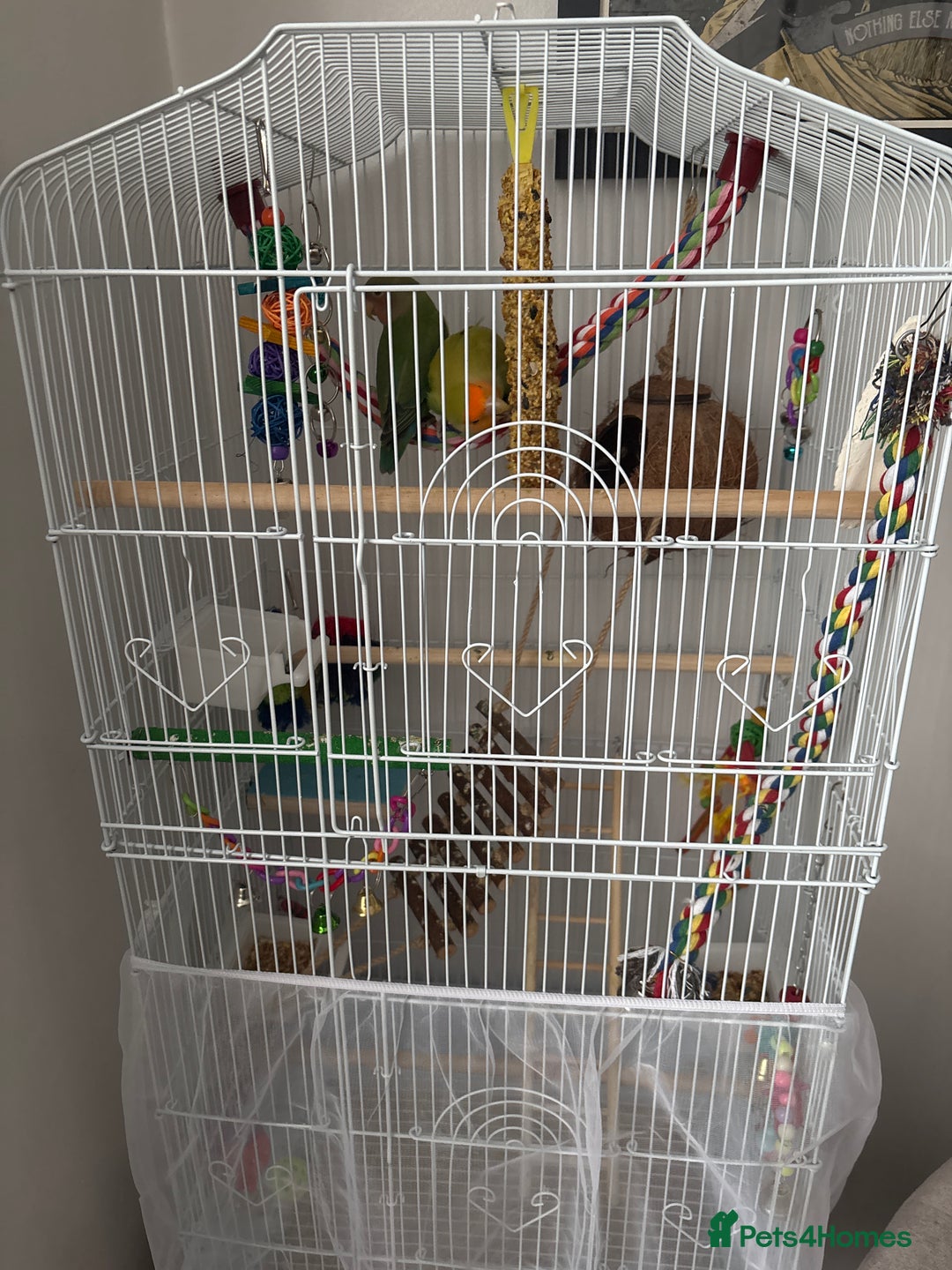 Lovebirds birds for sale: Pair of Love birds with cage and accessories  - Image 5