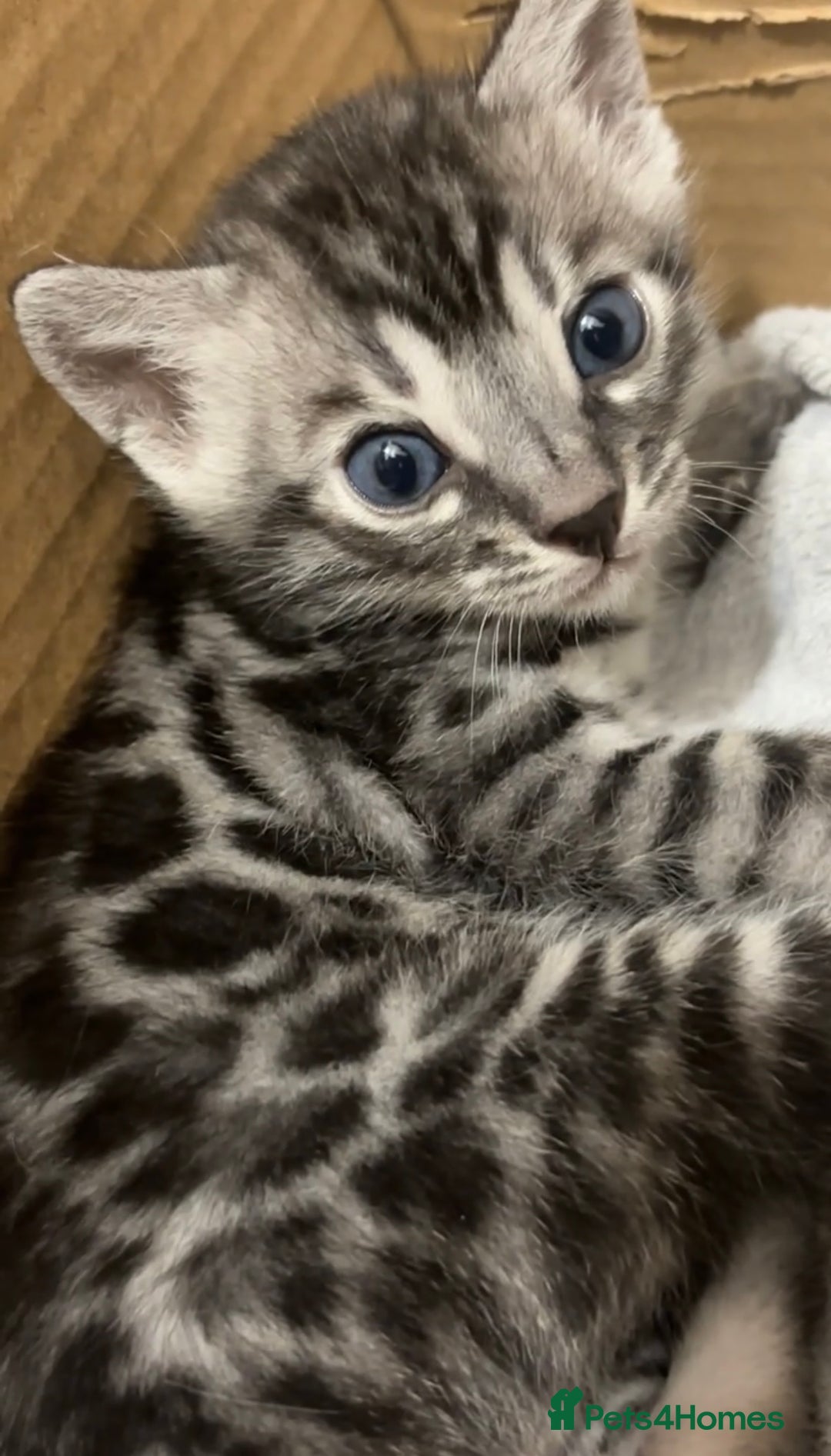 Bengal cats for sale: 🌟Pedigree bengal kittens🌟 - Advert 5