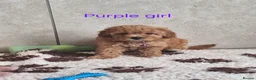 Cavapoochon dogs for sale: Beautiful Cavapoochons 💞 - Advert 9