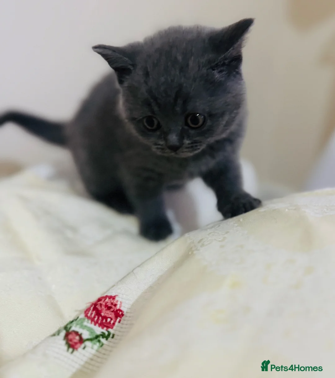 British Shorthair cats for sale: Beautiful Blue British Shorthair Kitten Gorgeous  - Advert 1