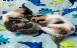 British Shorthair cats for sale: 3 gorgeous kittens for sale - Image 10