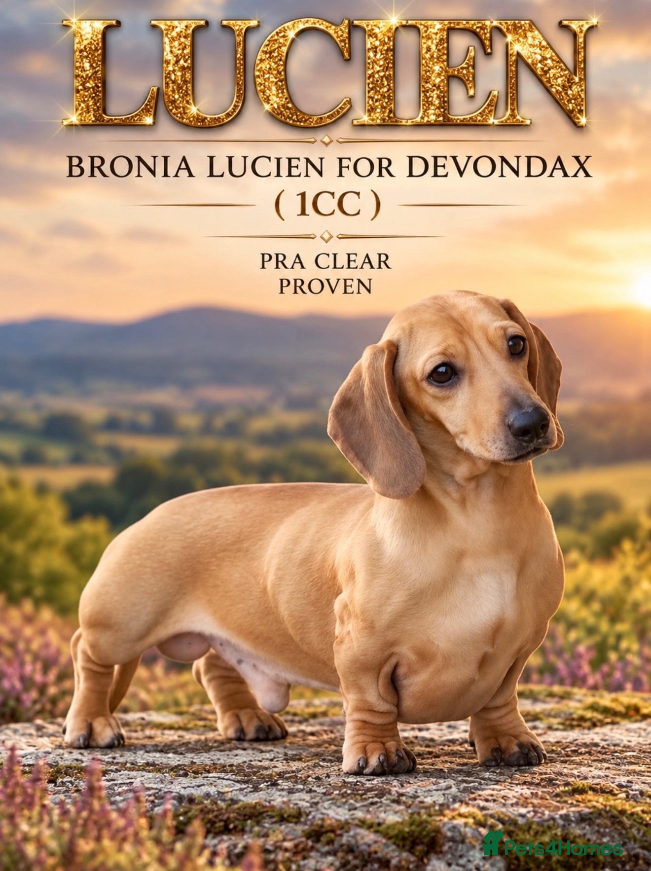 Miniature Dachshund dogs for stud: Kc reg pra clear  mini smooth.  - Advert 3