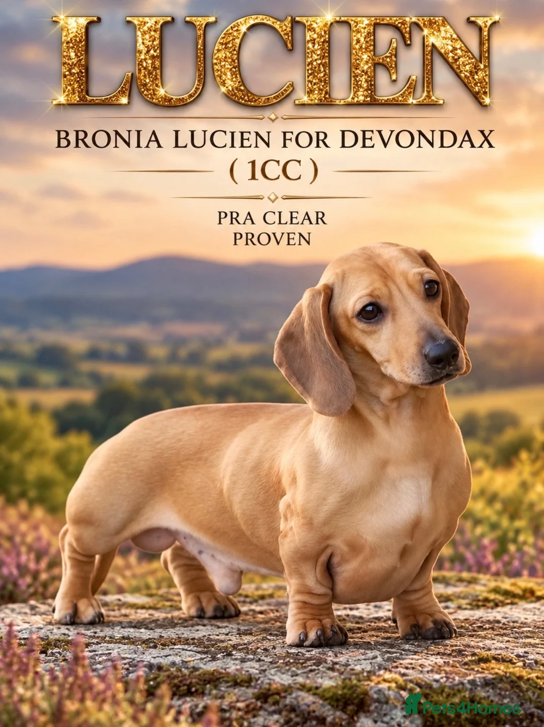 Miniature Dachshund dogs for stud: Kc reg pra clear  mini smooth.  - Advert 1