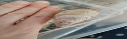 Snails invertebrates for sale: Limicolaria agathina baby snails x 3 - Advert 3