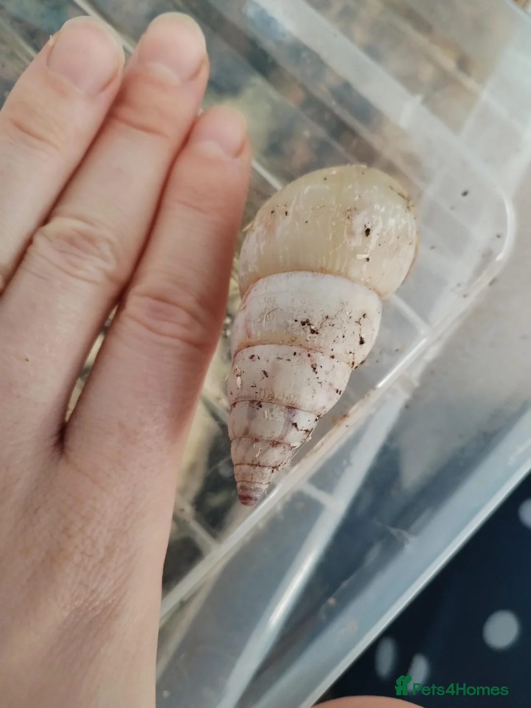 Snails invertebrates for sale: Limicolaria agathina baby snails x 3 - Advert 3