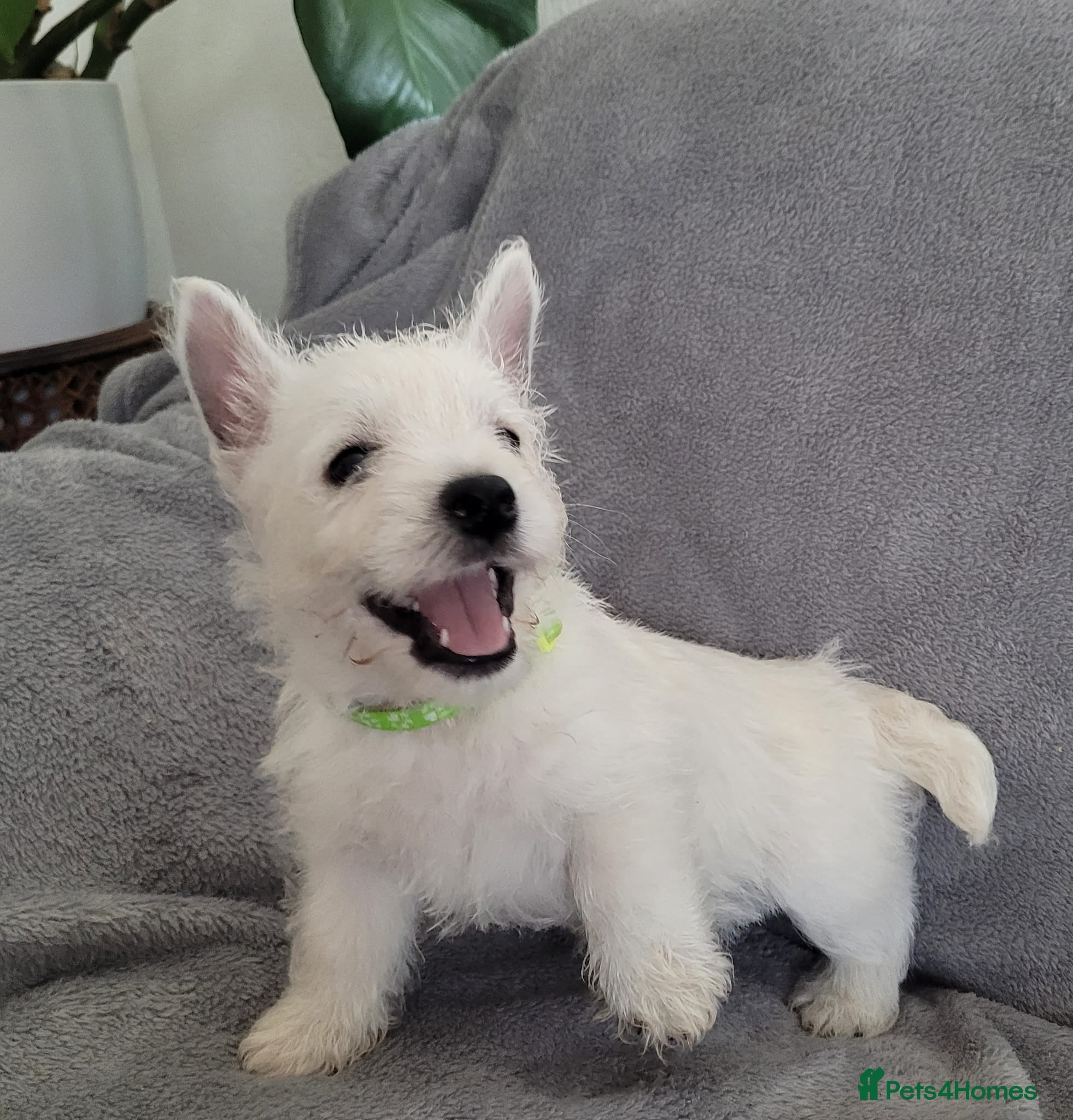 West Highland Terrier dogs KC Reg Westie Pups – Champion Lines - Advert 1