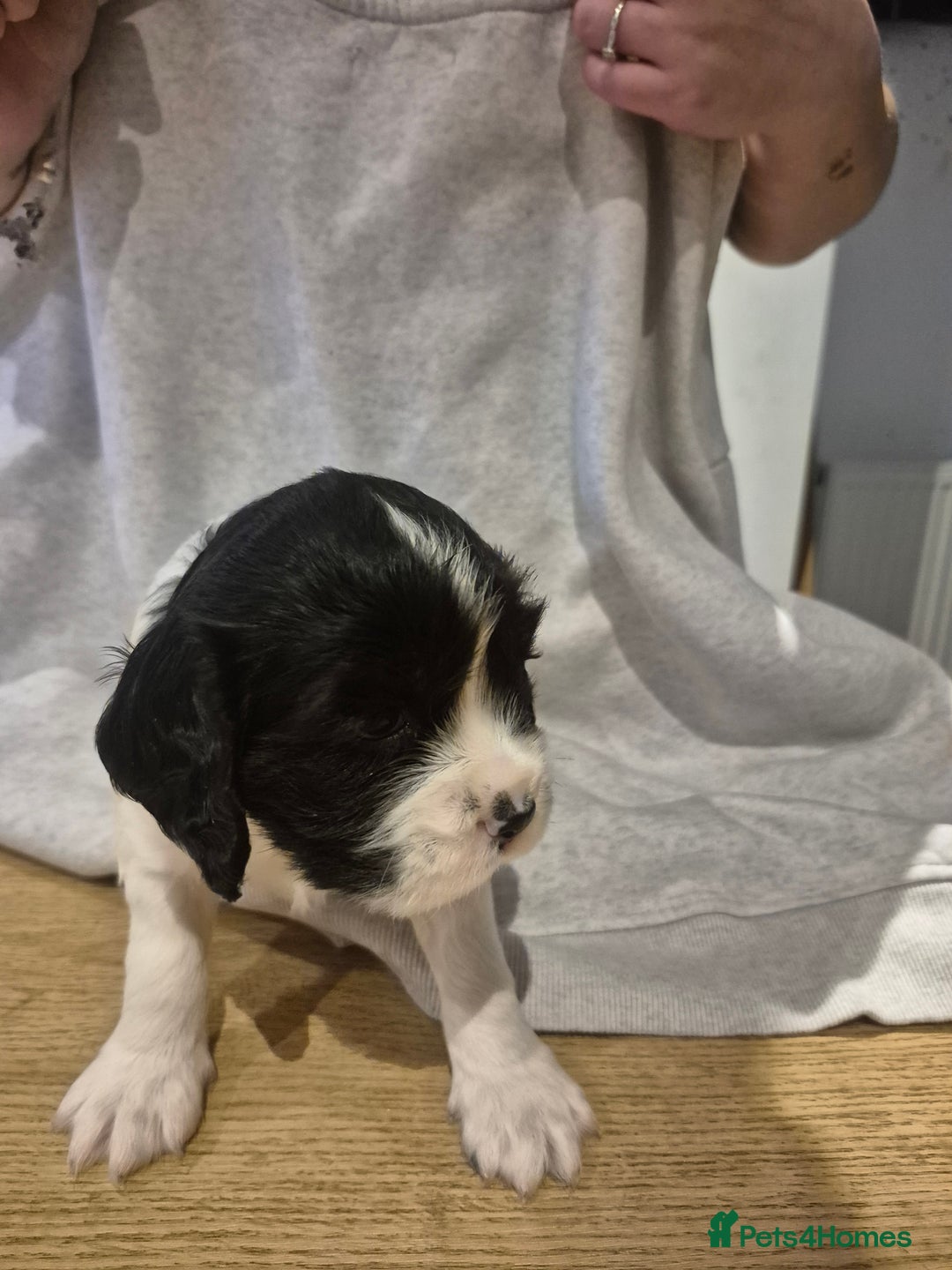 English Springer Spaniel dogs for sale: Springer pups - Image 9