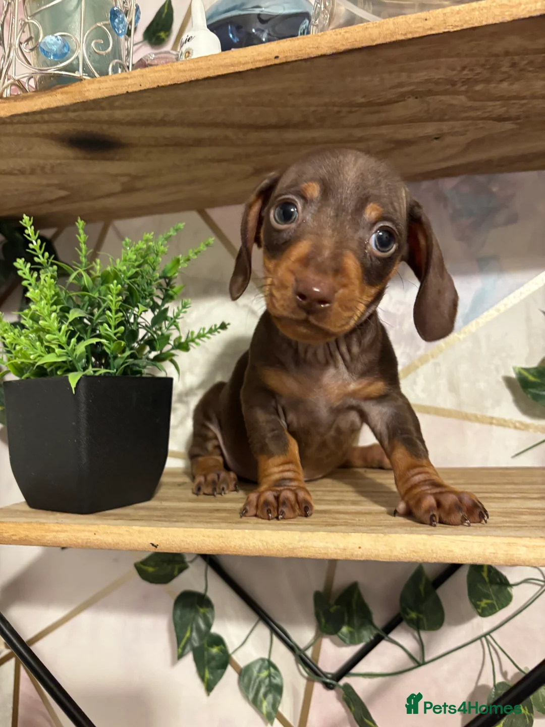 Miniature Dachshund dogs for sale: Beautiful chocolate and tan  - Advert 3