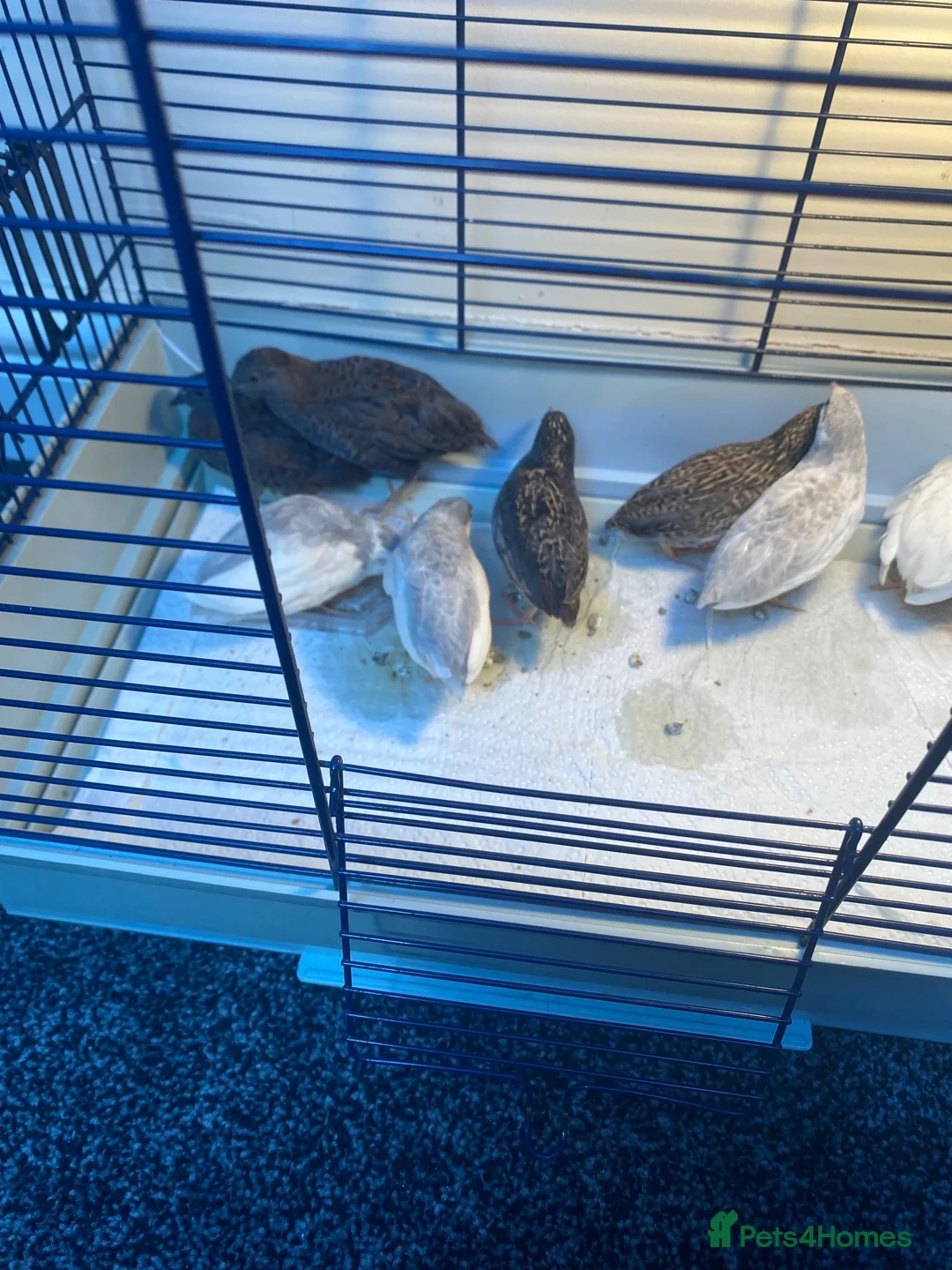 Quail poultry for sale: 3male 5female quail come from very fertile parents in Birmingham - Advert 3
