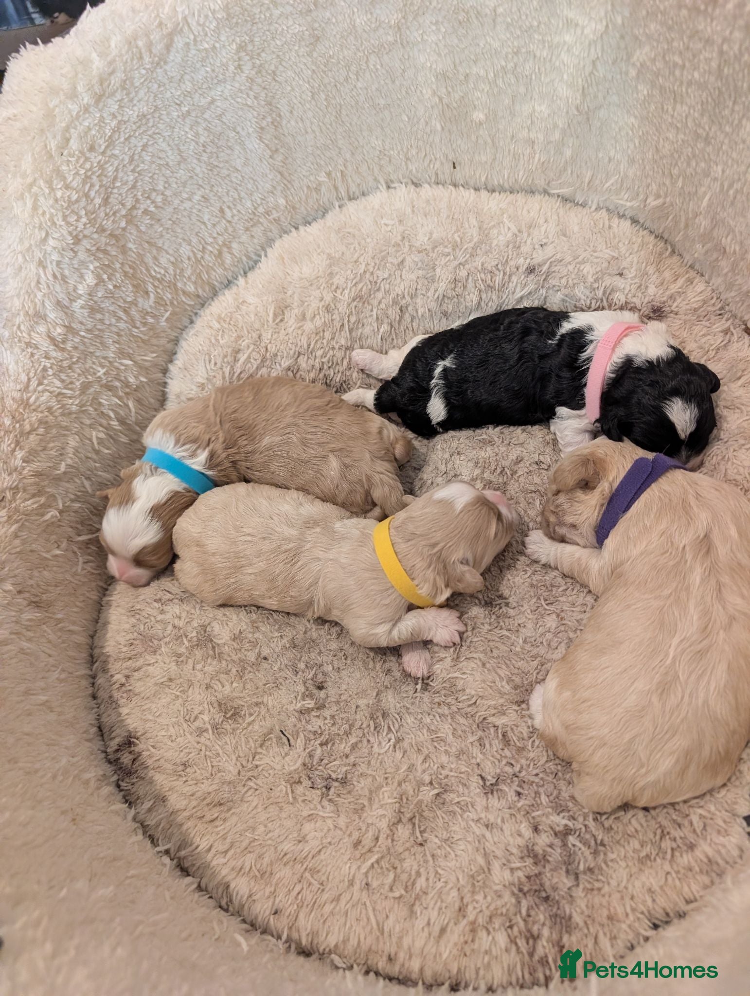 Shihpoo dogs Gorgeous shih-poo puppies - Advert 1
