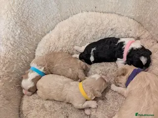 Shihpoo dogs LAST ONE LEFT! Gorgeous shih-poo puppies - Advert 1
