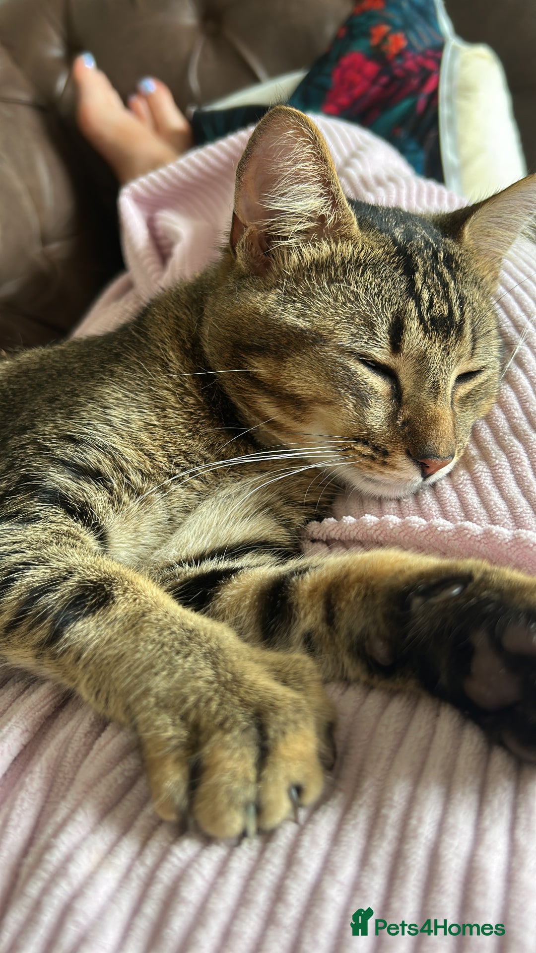 Mixed Breed cats for sale: 1 year old tabby cat - Image 2