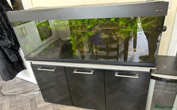 Piranhas fish for sale: 🔥 4FT FISH TANK  3 RED BELLY PIRANHAS  FULL SETUP - Image 2