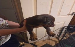 Dobermann dogs for sale: Kennel club registered Doberman puppies. - Image 9
