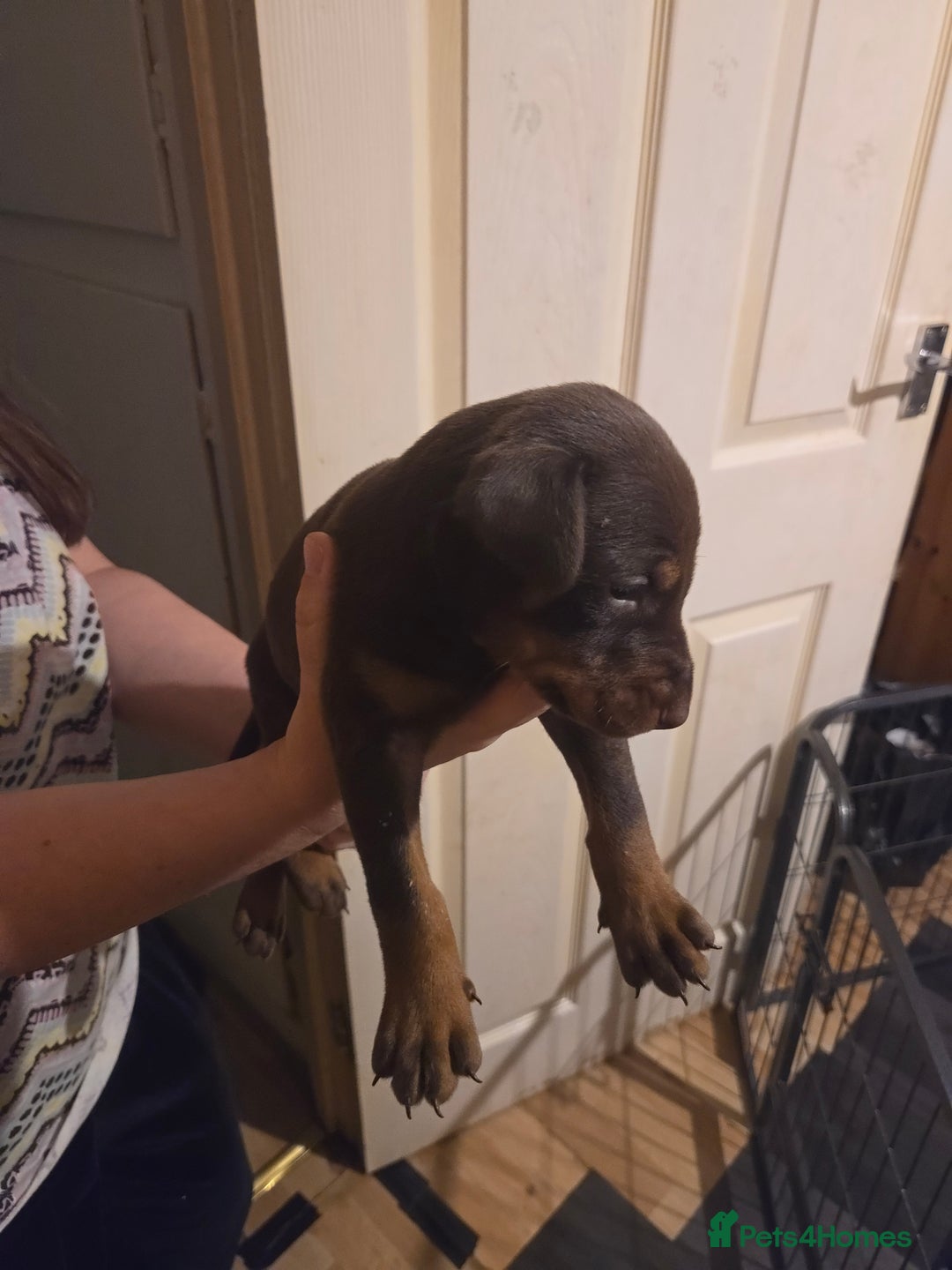 Dobermann dogs for sale: Kennel club registered Doberman puppies. - Image 9
