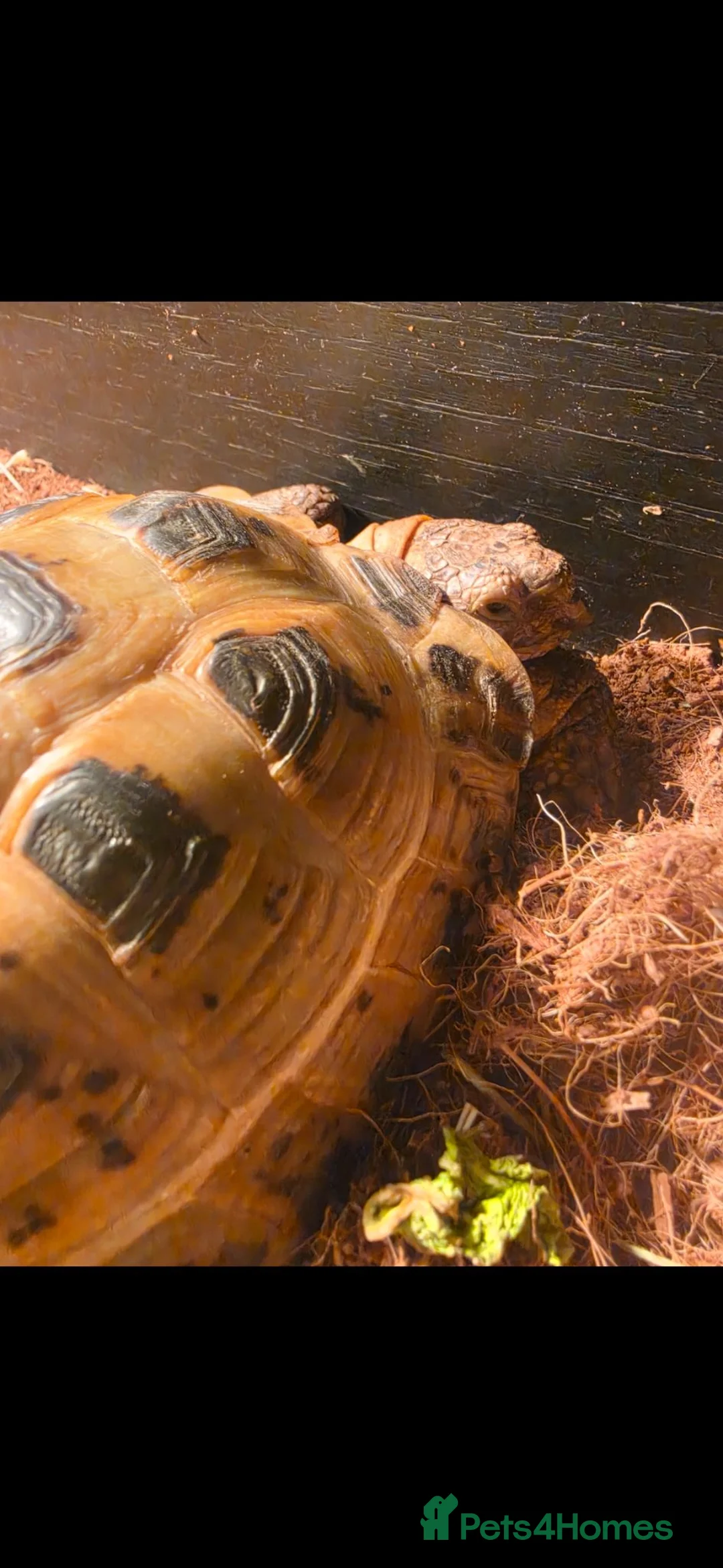 Tortoise reptiles for sale: Male tortoise in Colne - Advert 9