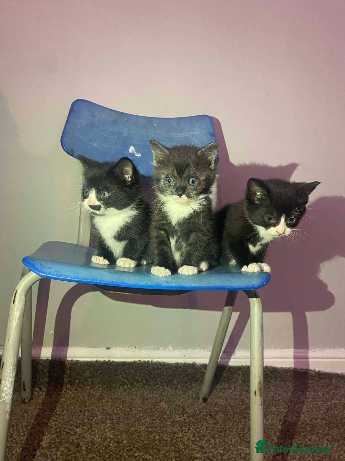 Mixed Breed cats Kittens for sale - Advert 3