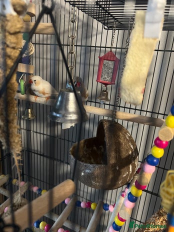 Finches birds - Advert 5