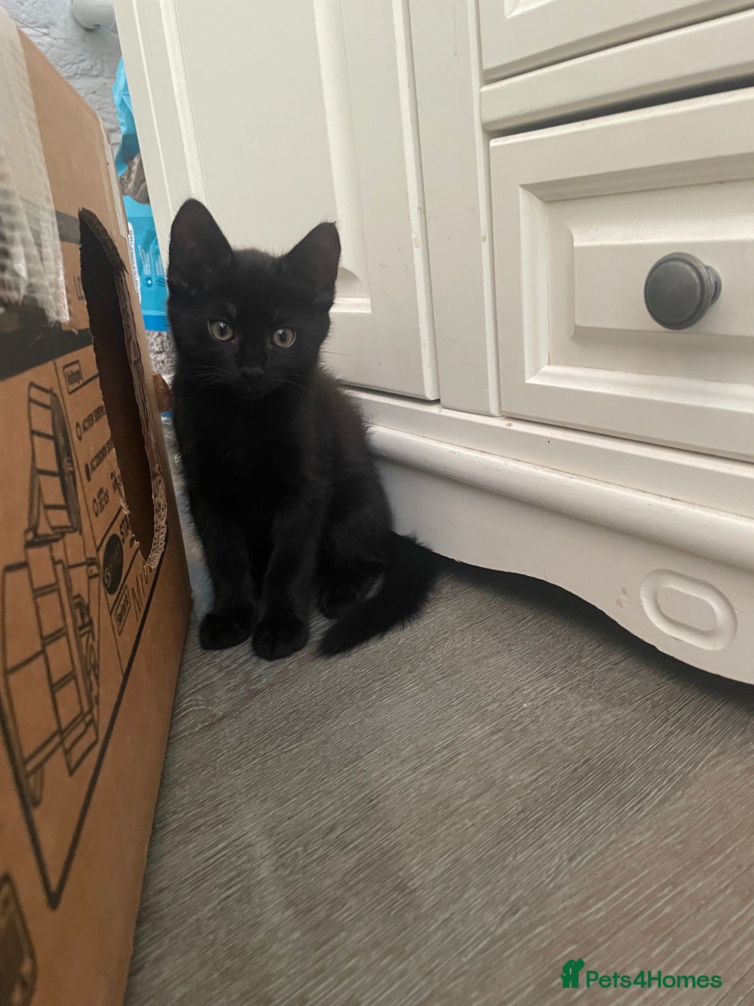 Brazilian Shorthair cats for sale: Little black rescue kitten - Image 1