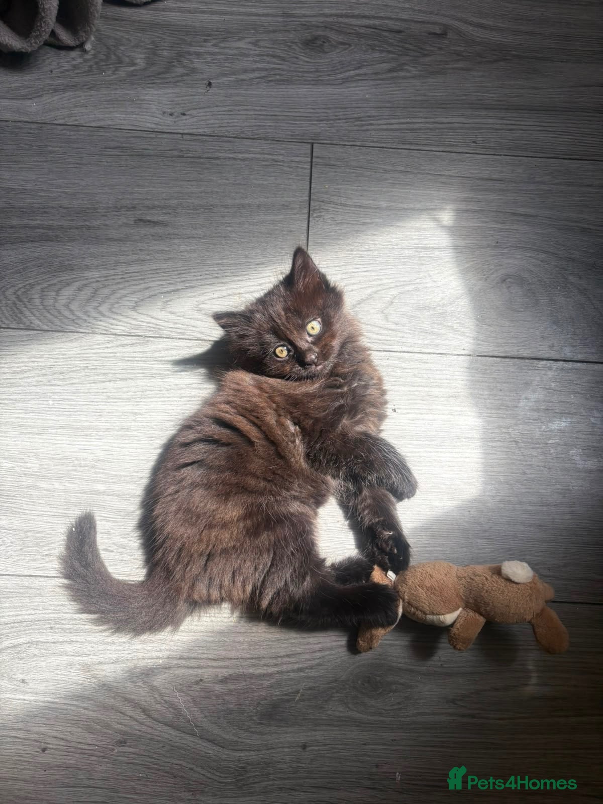 Mixed Breed cats Fluffy Kitten - Advert 6