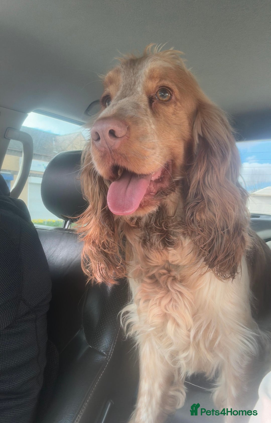 Sprocker dogs for sale: Beautiful spaniel girl   - Advert 14