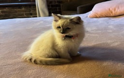 Ragdoll cats for sale: Favourite cuddling ragdolls for new homes - Image 3