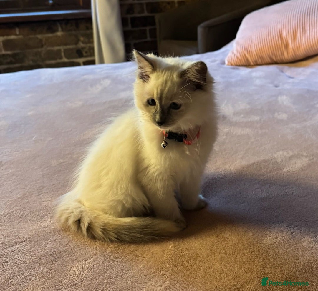 Ragdoll cats for sale: Favourite cuddling ragdolls for new homes - Image 3