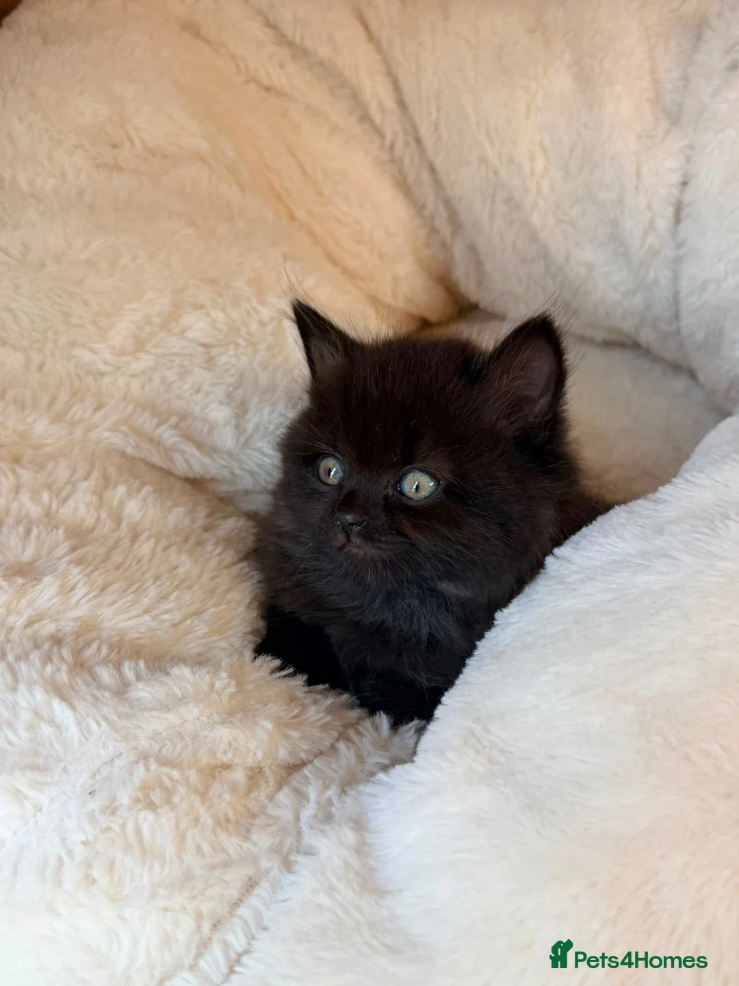 Mixed Breed cats for sale: British short hair cross - Advert 11