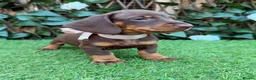 Miniature Dachshund dogs for sale: BEAUTIFUL TINY MINIATURE DASCHUNDS DAPPLE  - Advert 13